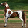 Gaited Horse 166