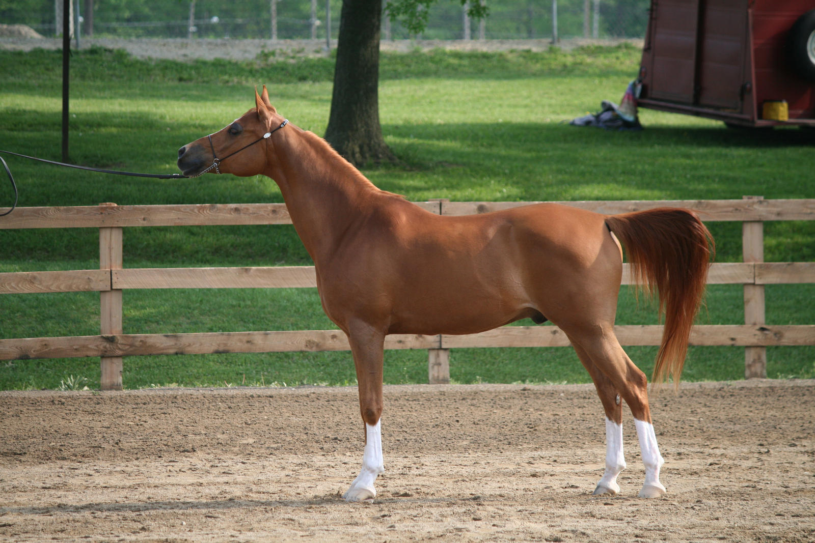 Arabian Horse 10