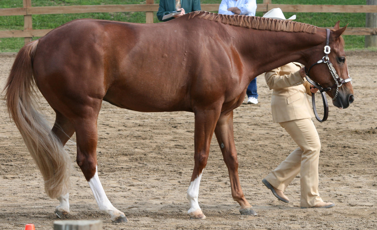 Quarter Horse 238