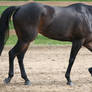 Quarter Horse 250