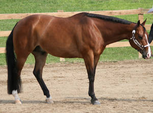 Quarter Horse 262