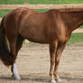 Quarter Horse 269