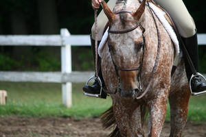 Appaloosa 72