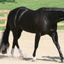 Quarter Horse 304