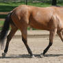 Quarter Horse 318