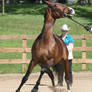 English Horse 28