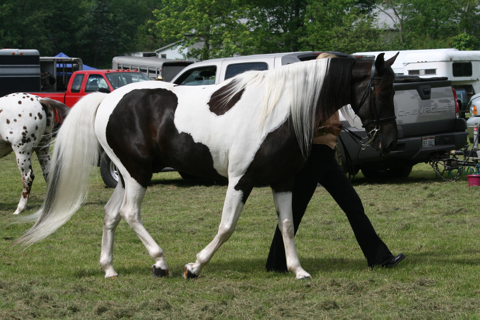 Spotted Saddle Horse 2