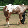 Appaloosa 86