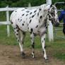 Appaloosa 87