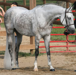 Arabian Horse 15