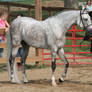 Arabian Horse 17