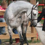 Arabian Horse 18