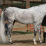 Arabian Horse 19