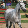 Arabian Horse 21