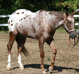 Appaloosa 95