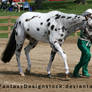 Appaloosa 96