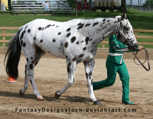 Appaloosa 97