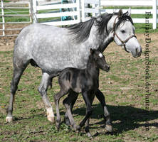 Momma And Baby 1