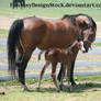Momma And Foal 8