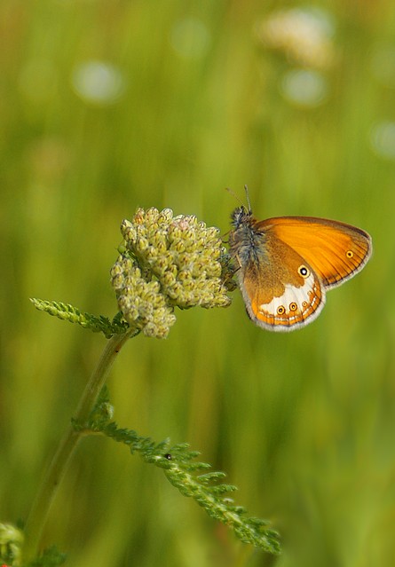 Coenonympha arcania