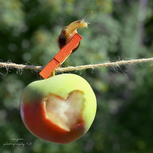 Mr.Snail in search of love