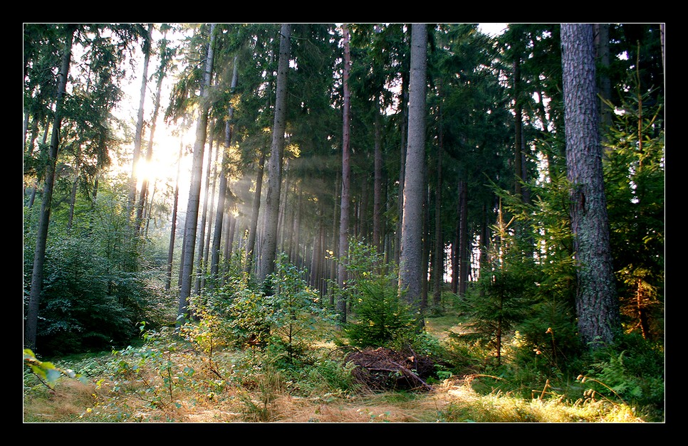 fog in the forest