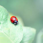 ladybug by Megson