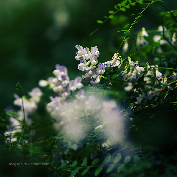 meadow of heaven