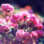 dreams come true by Megson