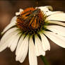 Coneflower