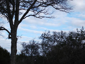 tree and sky