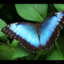 Morpho peleides