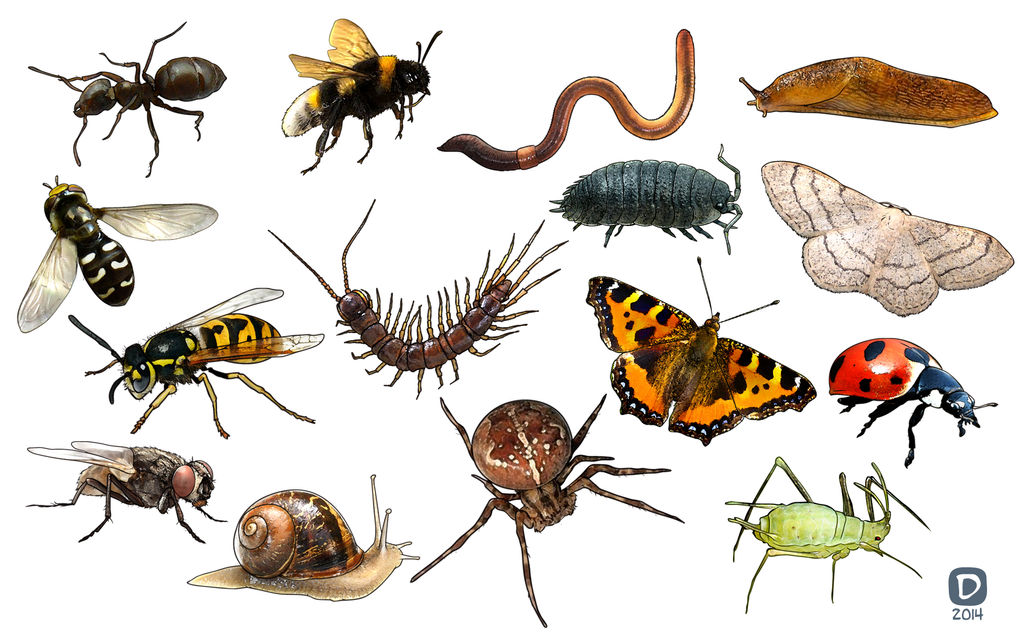 Minibeasts By Handtoeye On DeviantArt minibeasts-by-handtoeye-on-deviantart
