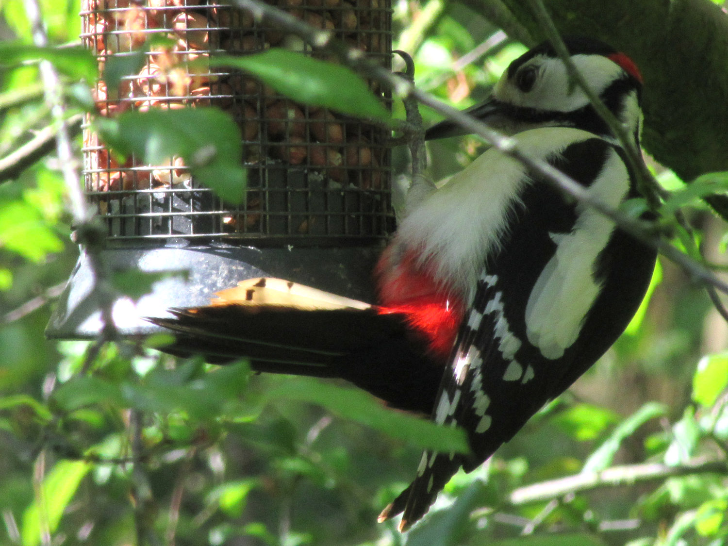 Great spotted woodpecker