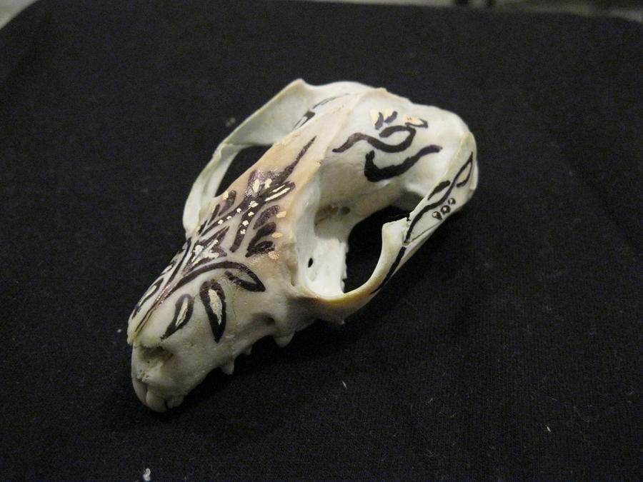possom skull by naturehound on DeviantArt