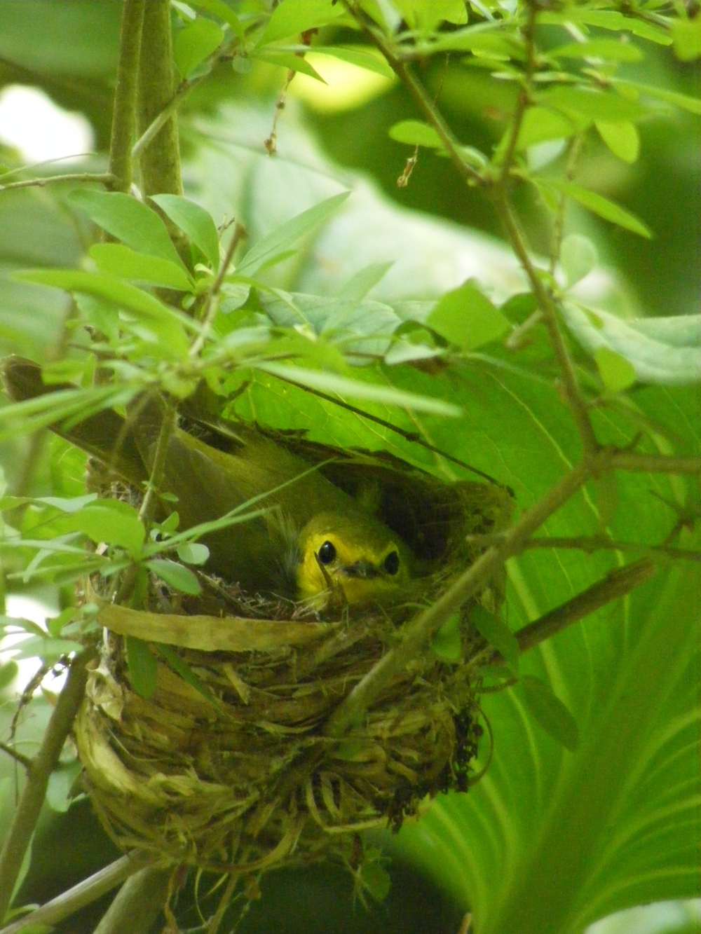 Hooded Mamma