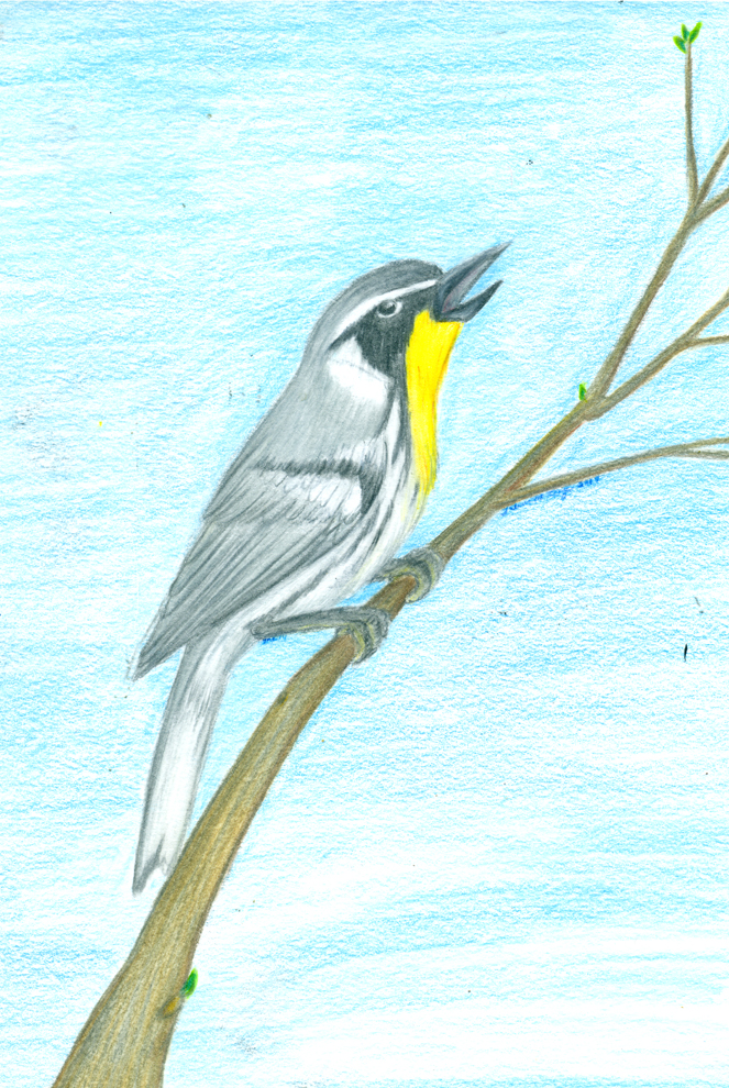 Yellow-Throated Warbler