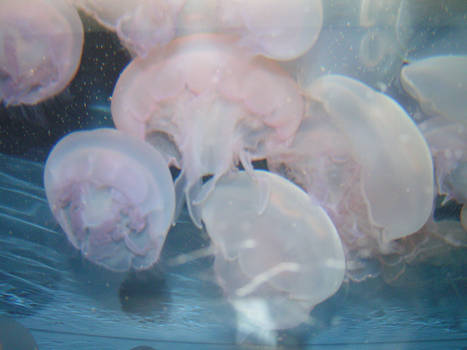 Jelly Fish