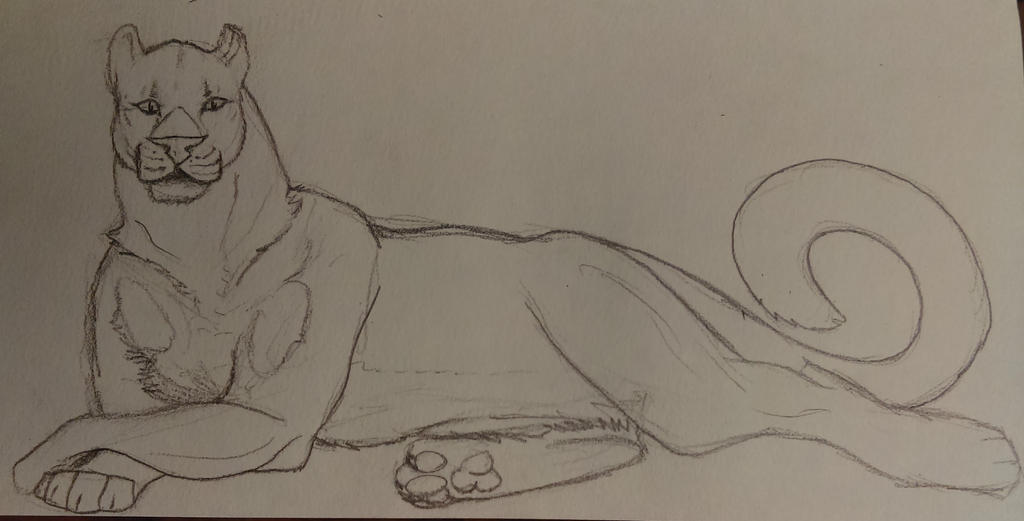 Cat sketch