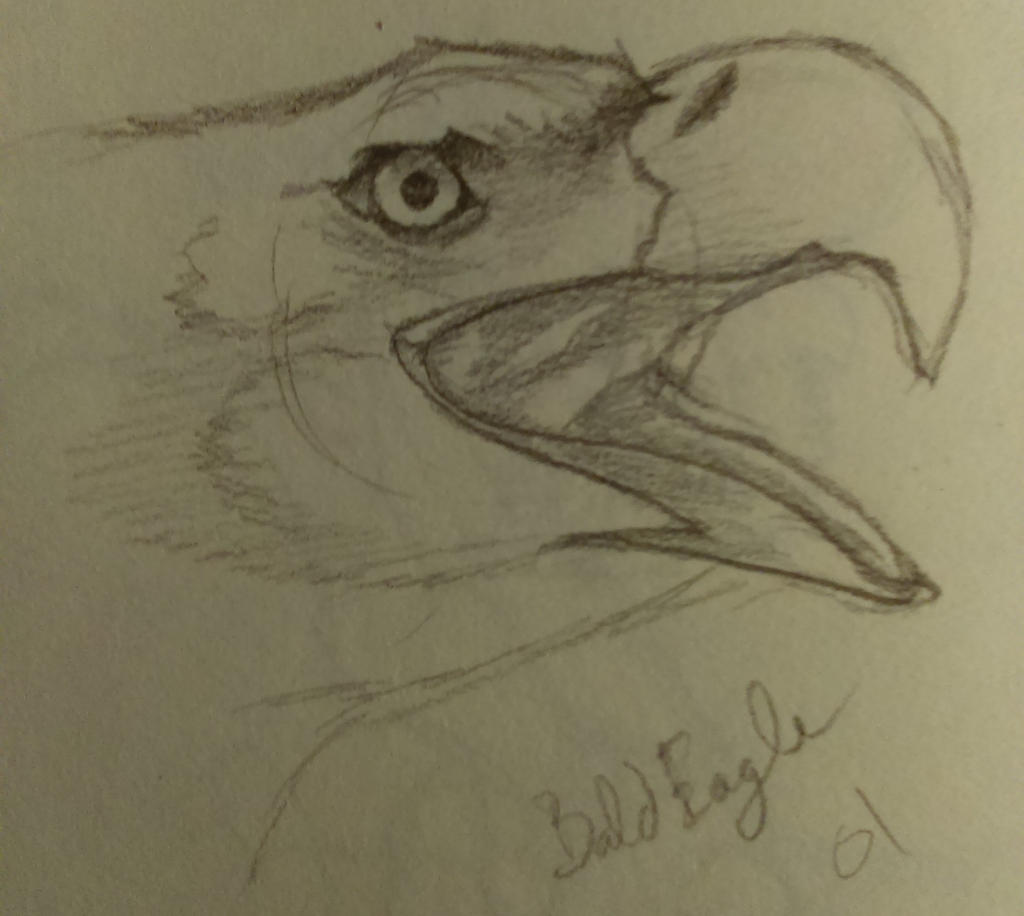 Avian Study-Bald Eagle 01
