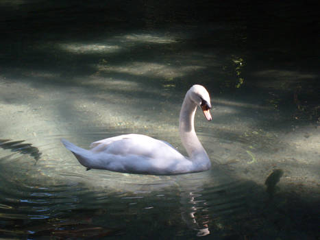 The Swan's Lake