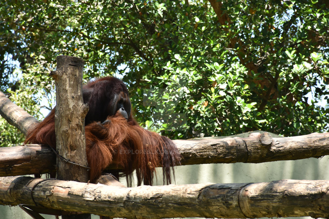 Thinking Orangutan