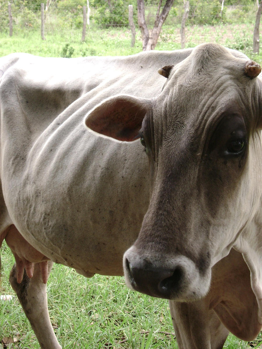 vaca modelo by gigi2008 on DeviantArt