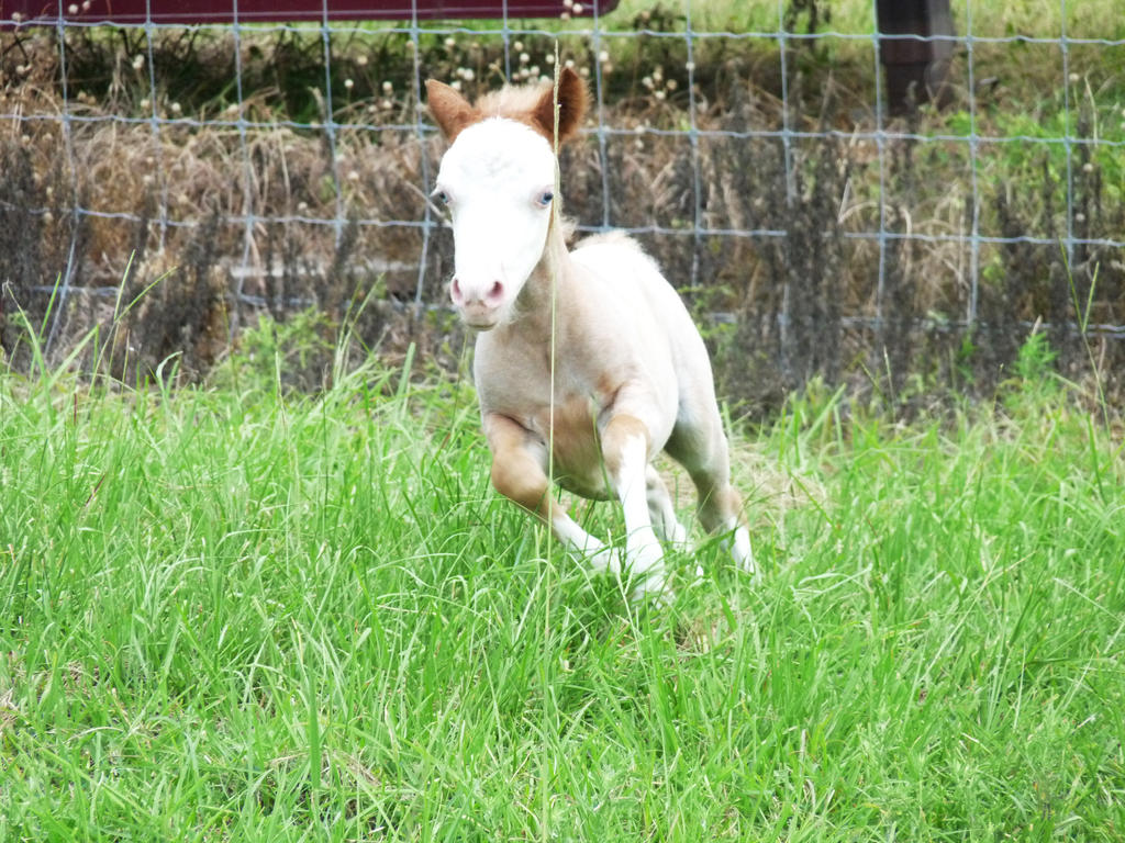 Race Foal