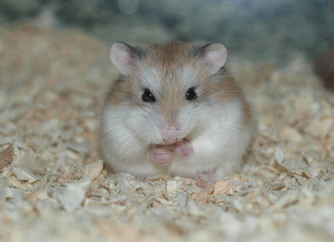 Hamster