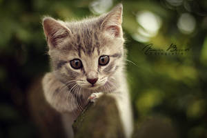 sweet cat by anneyart