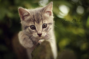 sweet cat by anneyart sweet cat by anneyart
