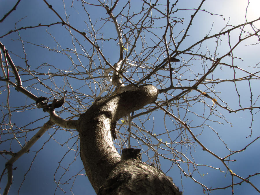 Ominous Tree by Teeheehee321 on DeviantArt