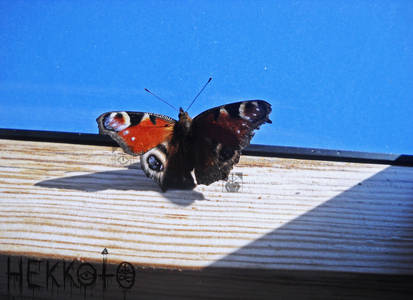 Butterfly on window