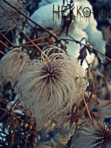 Fluffy plant